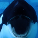 Illustration for article titled Blackfish